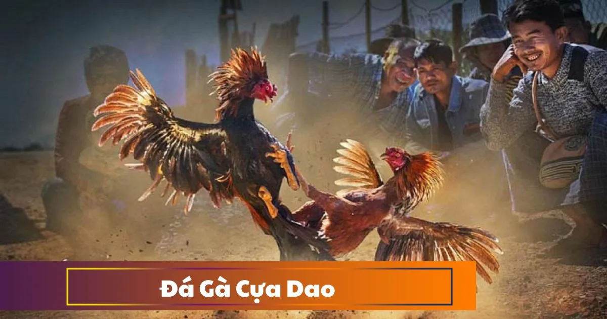 Đá Gà Cựa Dao - Hướng Dẫn Đặt Cược Và Cách Soi Kèo 2 Đá gà cựa dao là gì? Sự khác biệt so với đá gà truyền thống