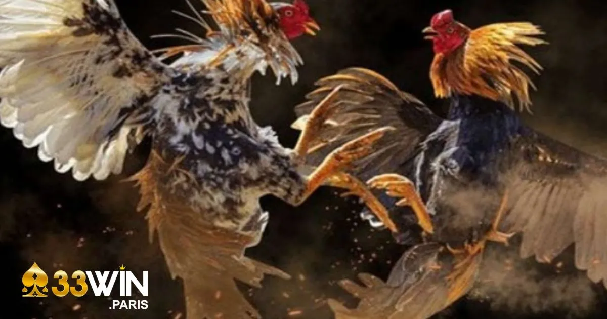 Đá Gà Cựa Dao - Hướng Dẫn Đặt Cược Và Cách Soi Kèo 4 Cách nhận biết chiến kê có lợi thế