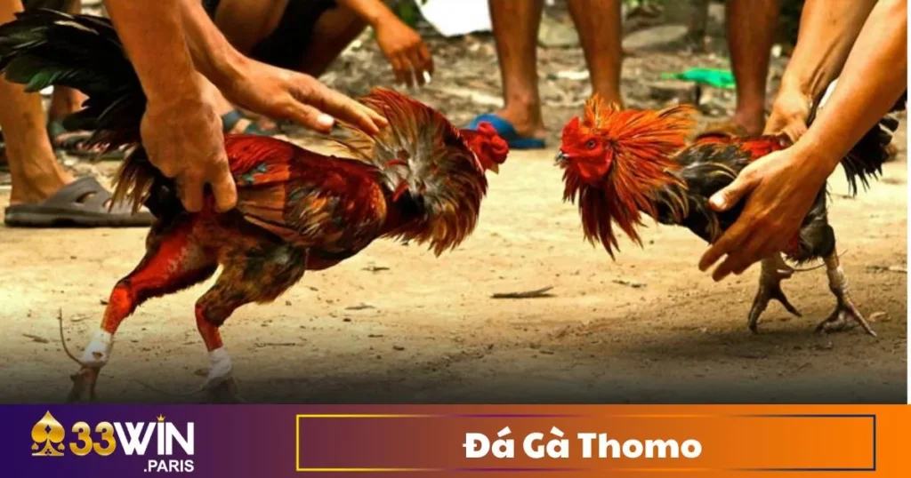 Đá Gà Thomo - Trường Gà Đẳng Cấp Châu Á Trên 33Win 9