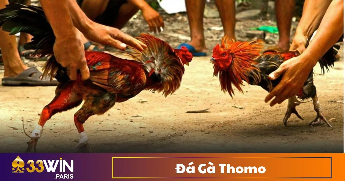 Đá gà Thomo là gì? Vì sao được nhiều người yêu thích?