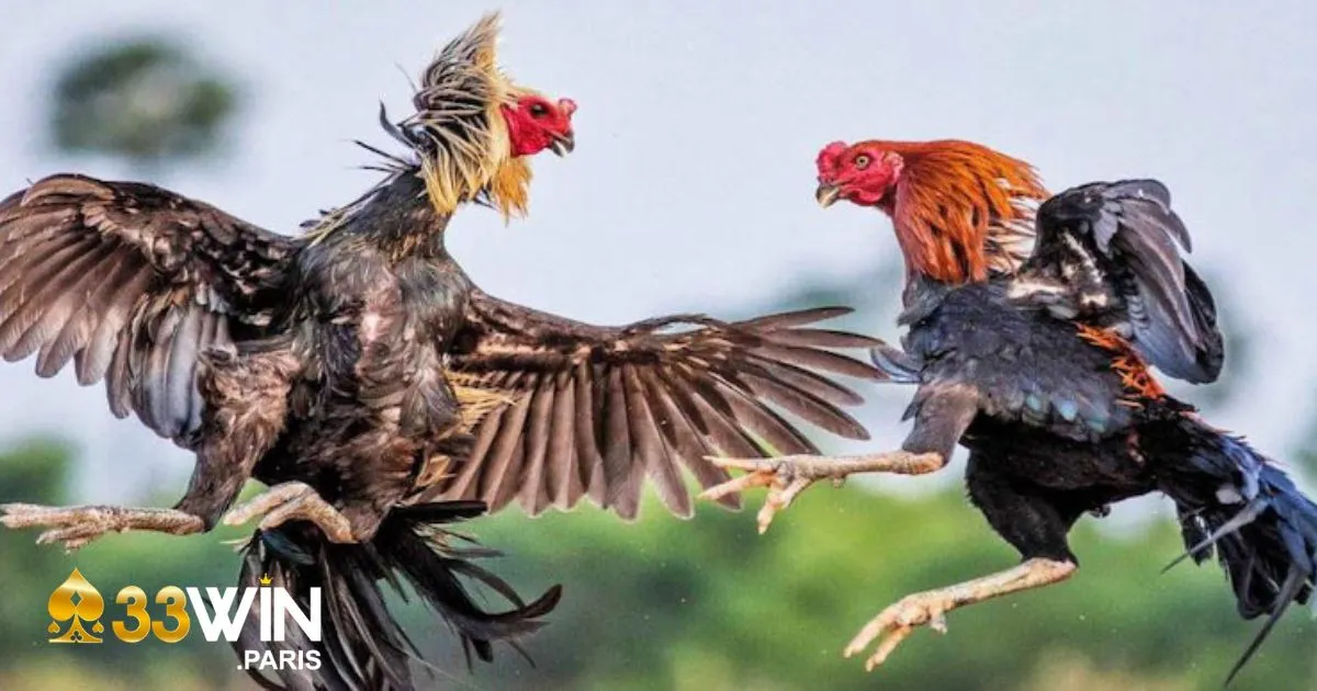 Cách phân tích kèo đá gà để chọn chiến kê mạnh